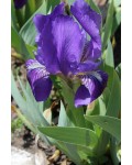 Ирис низкий Блю / Касатик / Петушок | Ірис низький Блю / Касатик / Півник | Iris humilis Blue